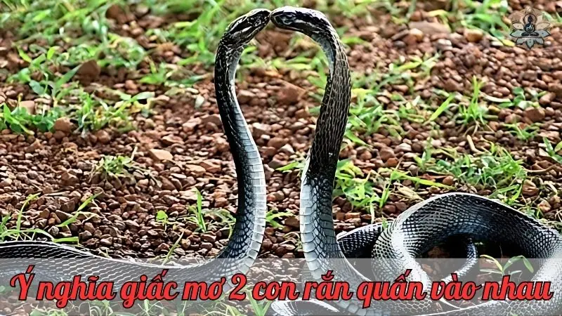 Ý nghĩa tâm linh giấc mơ thấy 2 con rắn quấn vào nhau Ý nghĩa tâm linh giấc mơ thấy 2 con rắn quấn vào nhau