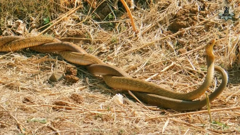 Nên làm gì khi mơ thấy 2 con rắn quấn vào nhau Nên làm gì khi mơ thấy 2 con rắn quấn vào nhau