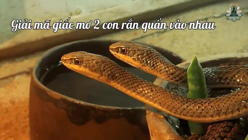 Điềm báo tốt hay xấu khi mơ thấy 2 con rắn quấn vào nhau? Điềm báo tốt hay xấu khi mơ thấy 2 con rắn quấn vào nhau?