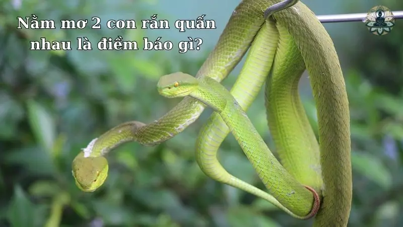 Điềm báo tốt hay xấu khi mơ thấy 2 con rắn quấn vào nhau? Điềm báo tốt hay xấu khi mơ thấy 2 con rắn quấn vào nhau?