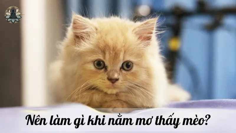 Nên làm gì khi nằm mơ thấy mèo?