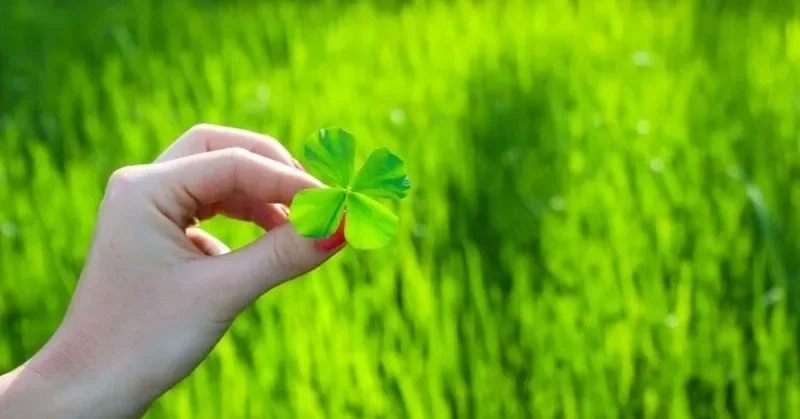Tạo ngay avatar cỏ 4 lá may mắn để đem đến may mắn cho mình