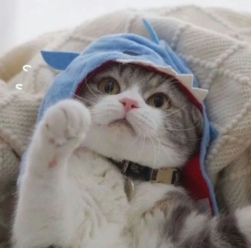Chọn ngay avatar ảnh mèo cute để tạo ấn tượng dễ thương và gần gũi