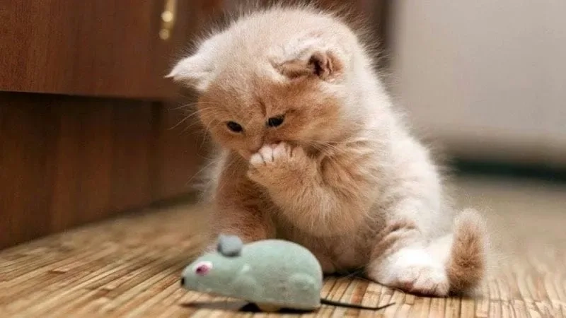 Anime cặp đôi cute thể hiện tình yêu ngọt ngào và sự dễ thương tuyệt vời