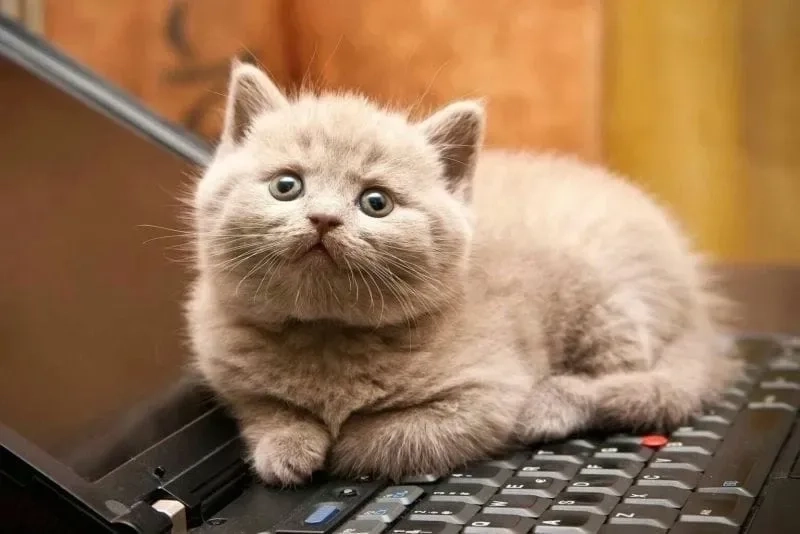 Hình ảnh anime cặp đôi cute mang đến sự ngọt ngào và đáng yêu