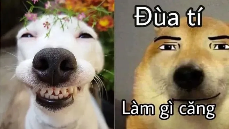 Những chế meme hài hot nhất, xem ngay kẻo lỡ trend