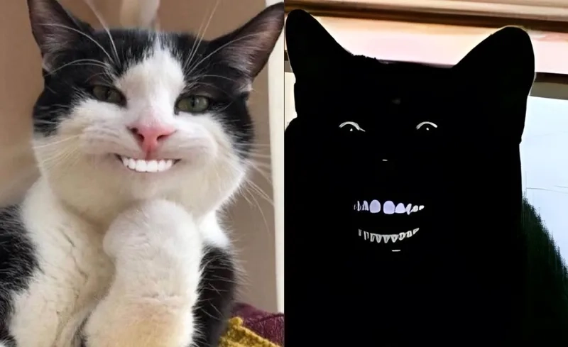 Meme mèo cười nhe răng khiến dân mạng cười không ngớt