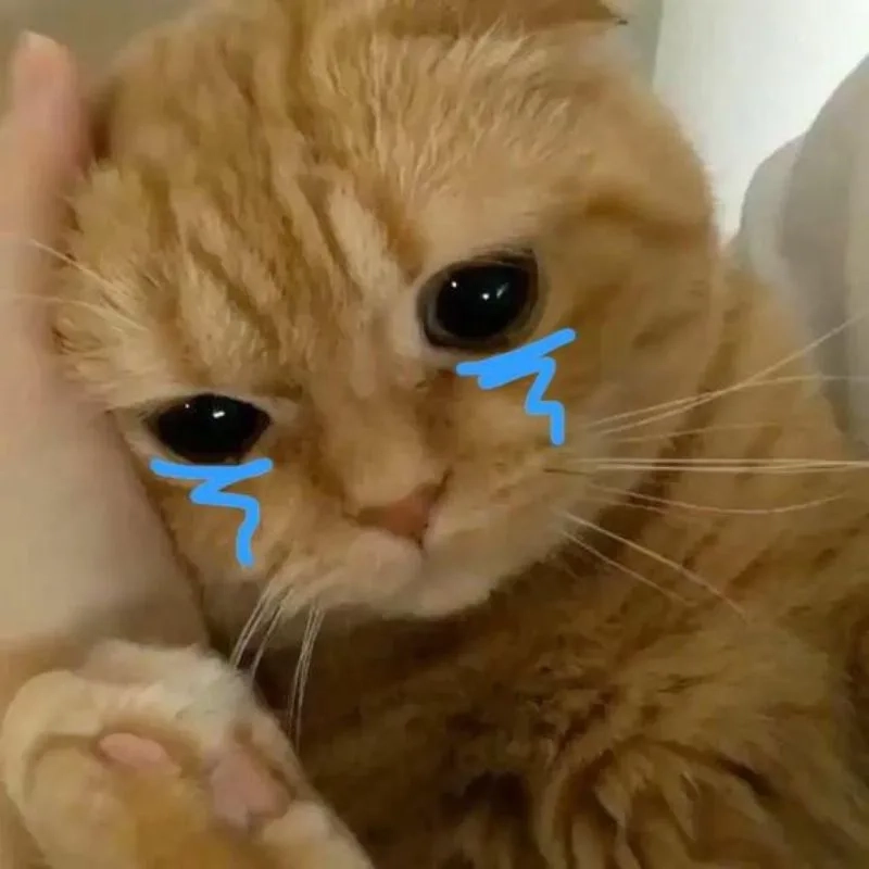 Loạt vô tri meme mèo khóc cute, biểu cảm khiến dân mạng cười bò