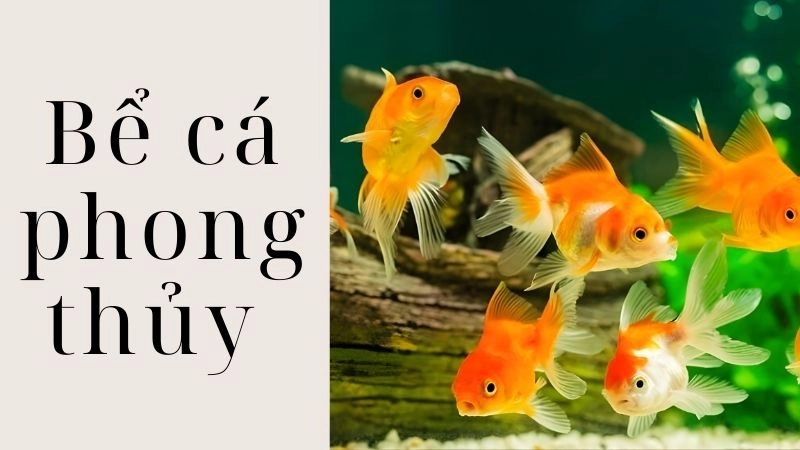 Những vị trí đại kỵ tuyệt đối không đặt bể cá